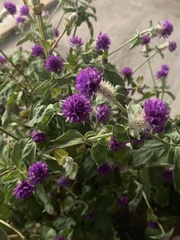 Gomphrena globosa