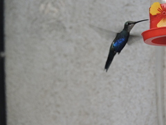 Heliomaster furcifer