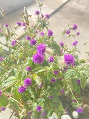 Gomphrena globosa