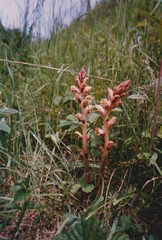 Orobanche caryophyllacea