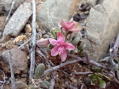Krameria cistoidea