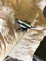 Gasteracantha fornicata