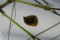 Chilomycterus schoepfii