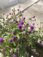 Gomphrena globosa