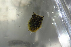 Chilomycterus schoepfii