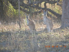 Osphranter antilopinus