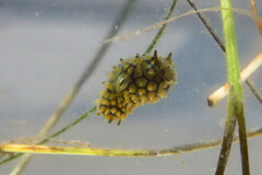 Chilomycterus schoepfii