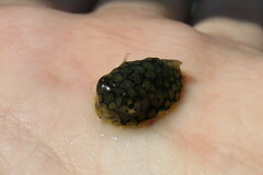 Chilomycterus schoepfii