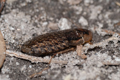 Molytria perplexa