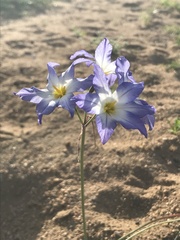 Leucocoryne coquimbensis