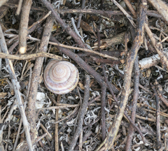 Helminthoglypta dupetithouarsi