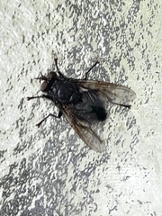 Calliphora vomitoria