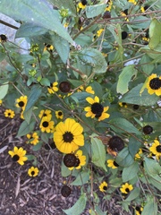 Rudbeckia