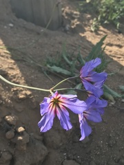 Leucocoryne purpurea