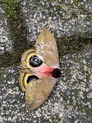 Automeris belti