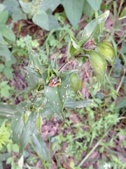 Commelina tuberosa
