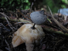 Geastrum pectinatum