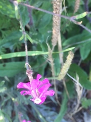 Silene colorata