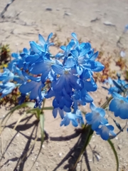 Zephyra elegans