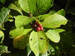 Frangula betulifolia