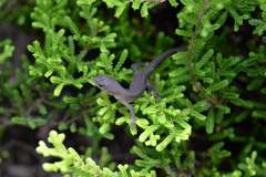 Takydromus tachydromoides