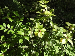 Frangula betulifolia