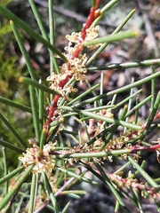 Hakea pachyphylla