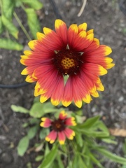 Gaillardia pulchella