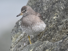 Calidris virgata