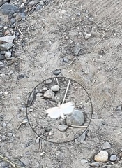 Lepidoptera