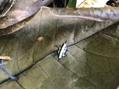 Gasteracantha fornicata