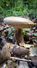 Tylopilus