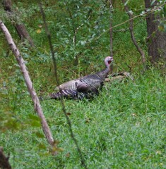 Meleagris gallopavo silvestris