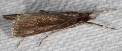 Carectocultus perstrialis