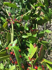 Spartocera rubicunda