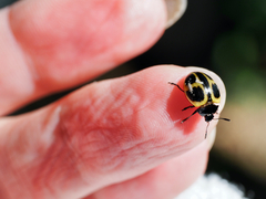 Aegithus quadrinotatus