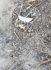 Lepidoptera