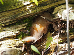 Pseudohydnum gelatinosum