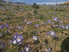 Leucocoryne coquimbensis