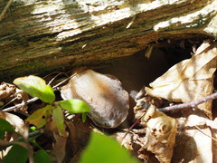 Pseudohydnum gelatinosum