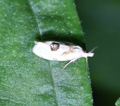 Aethes angustana