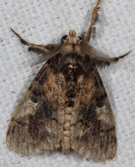 Dasychira meridionalis