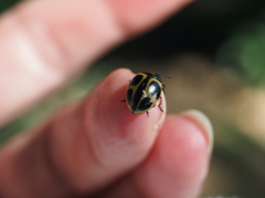 Aegithus quadrinotatus