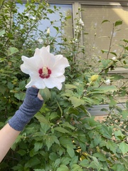 Hibiscus syriacus