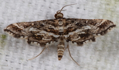 Diasemiopsis leodocusalis