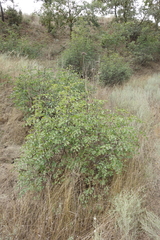 Paliurus spina-christi