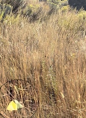 Coliadinae