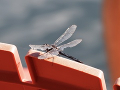 Libellula incesta