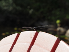 Libellula incesta