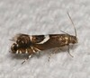 Sedge Moths - Photo (c) Stuart J. Marcus, some rights reserved (CC BY-NC), uploaded by Stuart J. Marcus